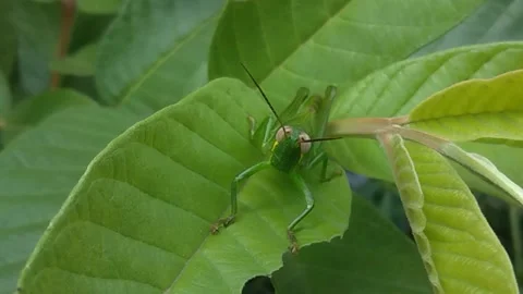 Rice locust on a green leaf Stock Footage 226611341