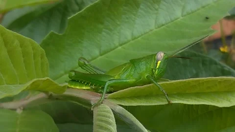 Rice locust on a green leaf Stock Footage 226611867