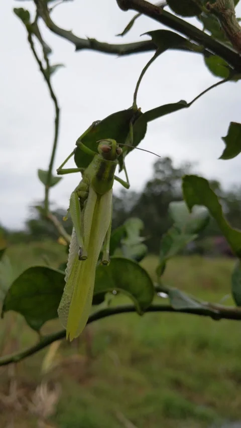 Rice locust perched on orange leaf Stock Footage 203810333
