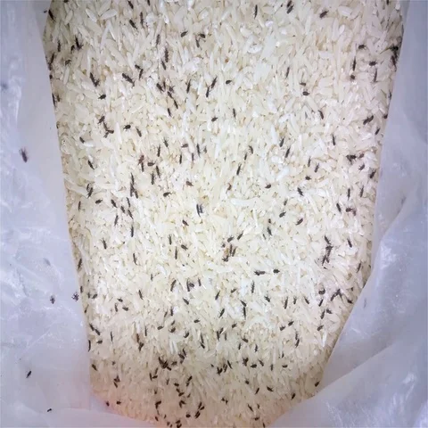 Rice with lots of live weevil 4K Stock Footage 69556064