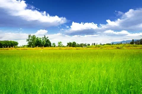 Rice meadow Foto stock