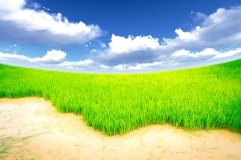 Rice meadow Stock Photos
