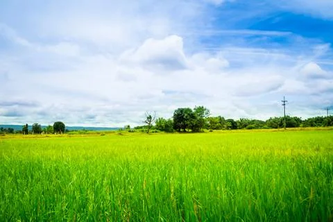 Rice meadow Stock Photos