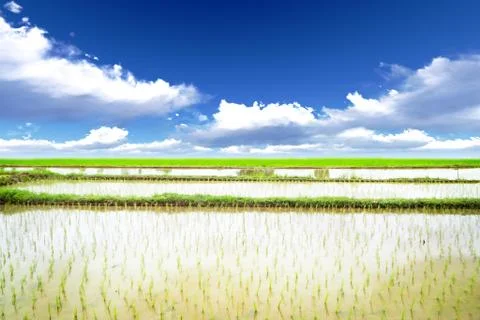 Rice meadow Stock Photos