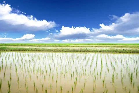 Rice meadow Stock Photos