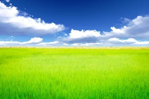 Rice meadow Stock Photos