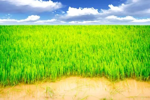 Rice meadow Stock Photos