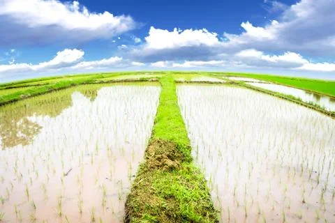 Rice meadow Foto stock