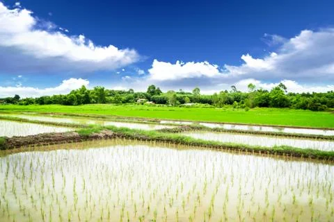 Rice meadow Stock Photos