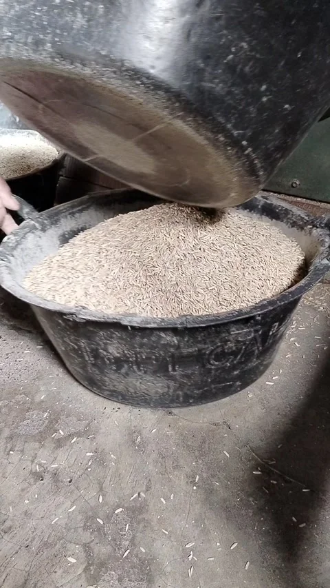 Rice mill, in the process of milling. Vidéo 328616550