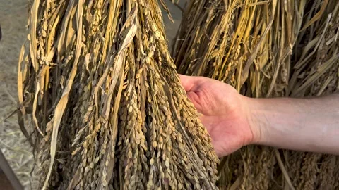 Rice Milling Process in Khao Yai Vídeos de archivo 326418830