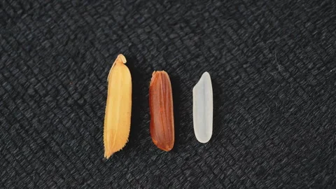 Rice Milling Process Three Stages Paddy Brown White Rice Grain Stock Footage 325013164