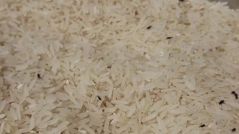 The rice moth is in a bucket of rice Stock-Footage 174032438