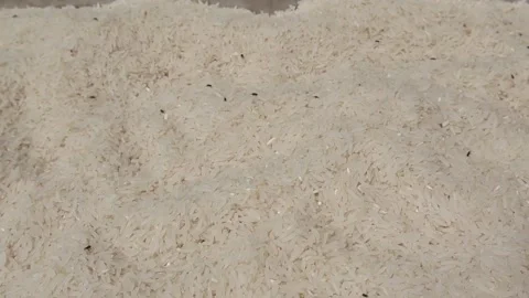 The rice moth is in a bucket of rice 動画素材 174032439