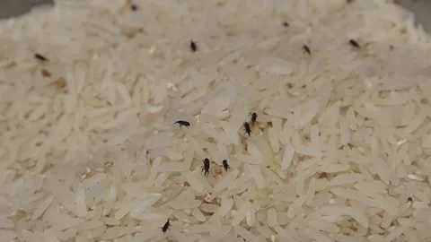 The rice moth is in a bucket of rice Stock-Footage 174032447