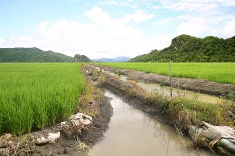 Rice mountains Stock Photos