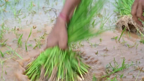 Rice nursery extirpate from bed. Stock Footage 282709664
