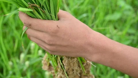 Rice nursery extirpate from bed. Stock Footage 282709759