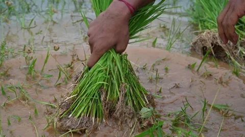 Rice nursery extirpate from bed. Stock Footage 282710841