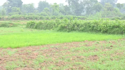 Rice nursery in the field. Video stock 280473638