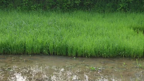 Rice nursery in the field. Stock Footage 314221683