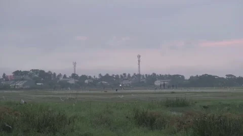 Rice or Paddy Field view in the morning Stock Footage 257642268
