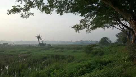 Rice or Paddy Field view in the morning Stock Footage 257649399