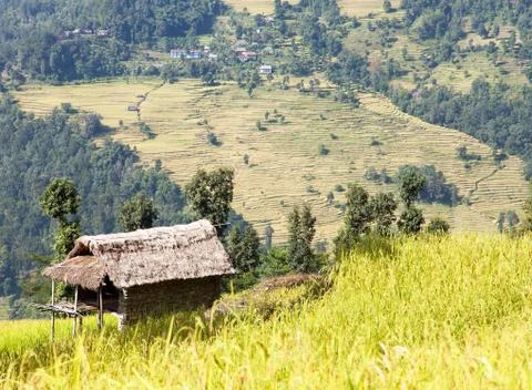 Rice or paddy fields in Nepal Himalayas Stock Photos
