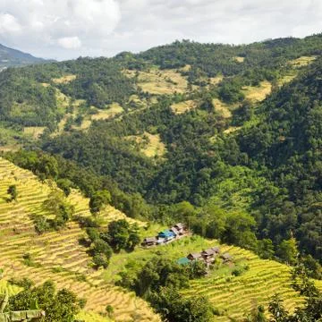 Rice or paddy fields in Nepal Himalayas mountains Stock Photos