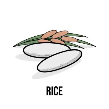 Rice organic product. Vector flat illustration. Natural healthy Eco food. Whi Stock Illustration