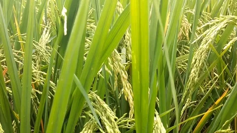 Rice (Oryza sativa) Stock Footage 328295960