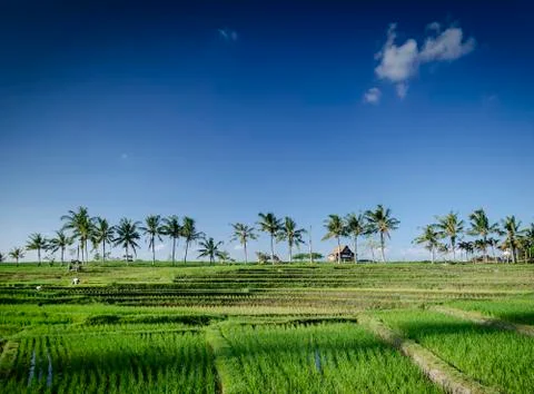 Rice paddie fields landscape view in south bali indonesia Stock Photos