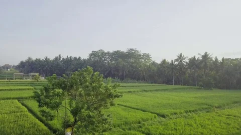Rice Paddies around Bali 스톡 동영상 101543750