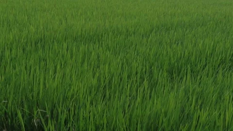 Rice paddies blowing in the wind in slow motion - North Vietnam Vídeo Stock 341700315