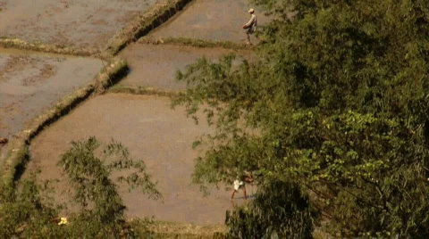 Rice Paddies Stock Footage 296500