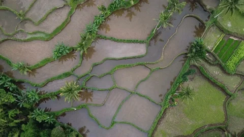 Rice paddies Stock Footage 145247156