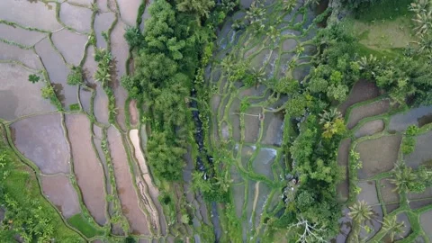 Rice paddies Stock Footage 145247441