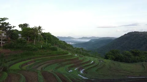Rice paddies 動画素材 145248859