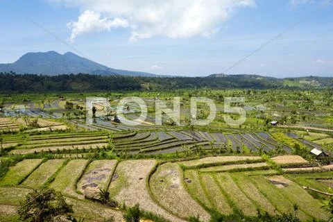 Rice paddies near amlapura, formerly karangasem, east bali, bali, indonesia, Stock Photos