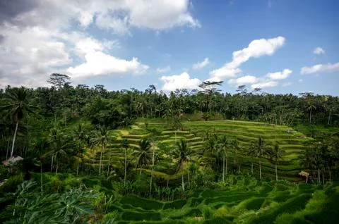 Rice paddies Stock Photos