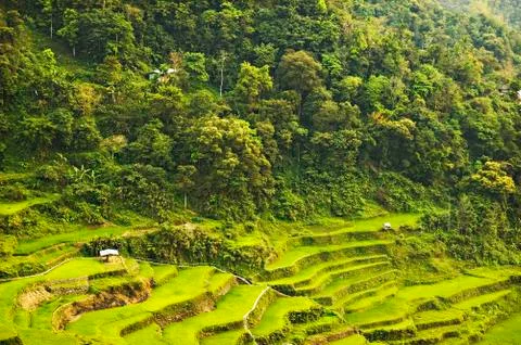 Rice paddies Foto stock