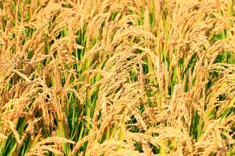 Rice paddies Stock Photos