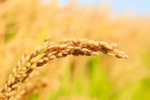 Rice paddies Stock Photos
