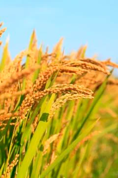 Rice paddies Stock Photos