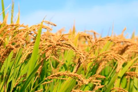 Rice paddies Stock Photos
