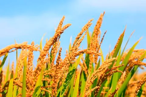 Rice paddies Stock Photos