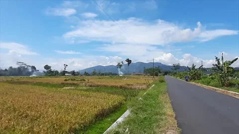 Rice paddies under a partly cloudy sky, showing harvested and unharvested c.. Stock Footage 301083790