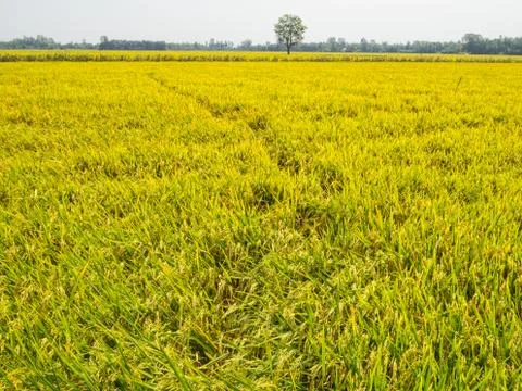 Rice paddock - Can Tho Stock Photos