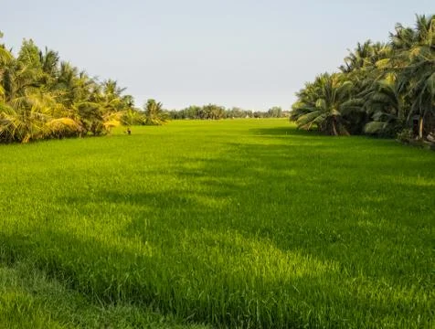 Rice paddock - Tra Vinh Stock Photos