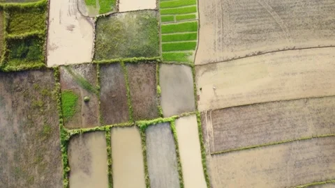 Rice paddy 02 Stock Footage 341025095
